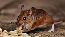 24 Hour & Emergency Exterminators in Y City, AR